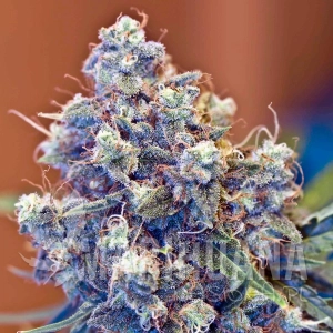 ICED Grapefruit -  FEMALE SEEDS