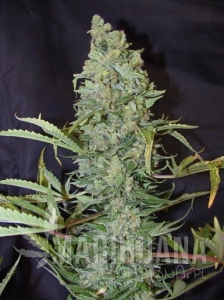 ICE® - FEMALE SEEDS