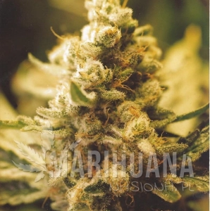 Lemon Kush - FEMALE SEEDS