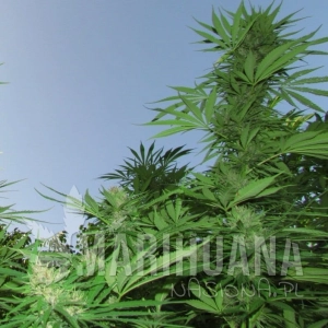 Outdoor Grapefruit - FEMALE SEEDS