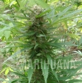 OutdoorGrapefruita.JPG