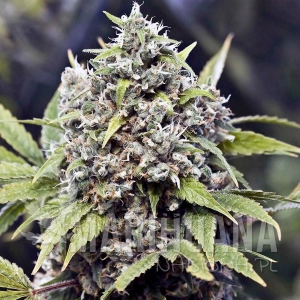 Pure AK - FEMALE SEEDS