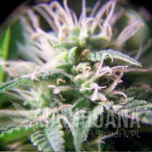 Purple Maroc - FEMALE SEEDS