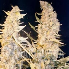 Skunk Special - FEMALE SEEDS
