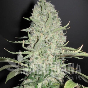 White Widow x Big Bud - FEMALE SEEDS