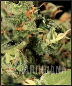 Auto Big Bang - GREEN HOUSE SEEDS