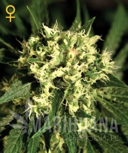 Kalashnikova Automatic - GREEN HOUSE SEEDS