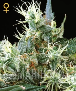 Auto Northern Light - GREEN HOUSE SEEDS