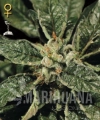 bubbakush13101212164e16dd00951c7.jpg