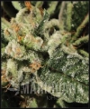 bubbakush.jpg
