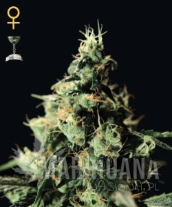 Chemdog - GREEN HOUSE SEEDS