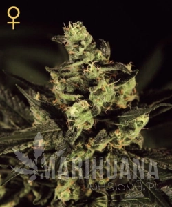 Exodus Cheese - GREEN HOUSE SEEDS