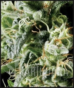 Himalaya Gold - GREEN HOUSE SEEDS