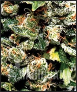 Jack Herer - GREEN HOUSE SEEDS