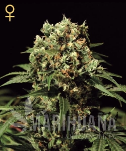 Kalashnikova - GREEN HOUSE SEEDS
