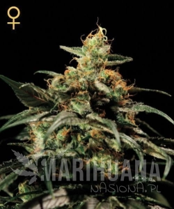 King's Kush - GREEN HOUSE SEEDS