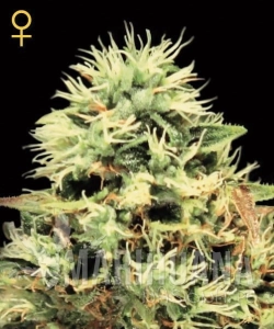 Super Bud - GREEN HOUSE SEEDS
