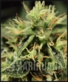 superbud.jpg