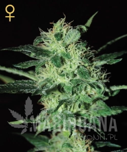 Super Critical - GREEN HOUSE SEEDS