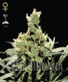 superlemonhaze13101224964e16e20099172.jpg