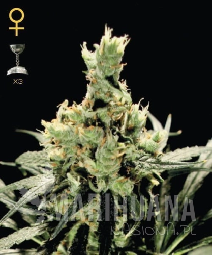 superlemonhaze13101224964e16e20099172.jpg