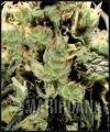 superlemonhaze.jpg