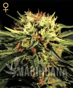 The Doctor - GREEN HOUSE SEEDS