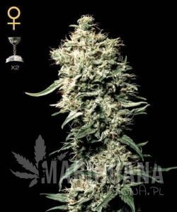 White Rhino - GREEN HOUSE SEEDS