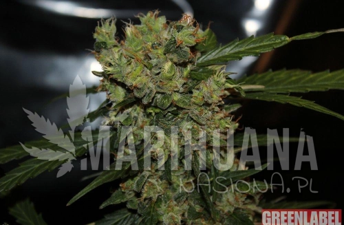 automatic-mega-bud-greenlabel-1.jpg