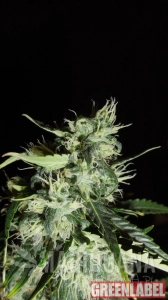 Auto Widow - GREEN LABEL