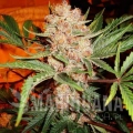 bubblelicious-feminized-autoflower-5-seeds (1).jpg