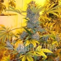 bubblelicious-feminized-autoflower-5-seeds (2).jpg