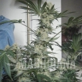 bubblelicious-feminized-autoflower-5-seeds (3).jpg
