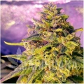 bubblelicious-feminized-autoflower-5-seeds (4).jpg