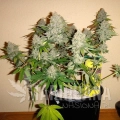 bubblelicious-feminized-autoflower-5-seeds (5).jpg