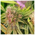 bubblelicious-feminized-autoflower-5-seeds.jpg