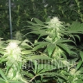 blackberry-feminized-5-seeds (1).jpg