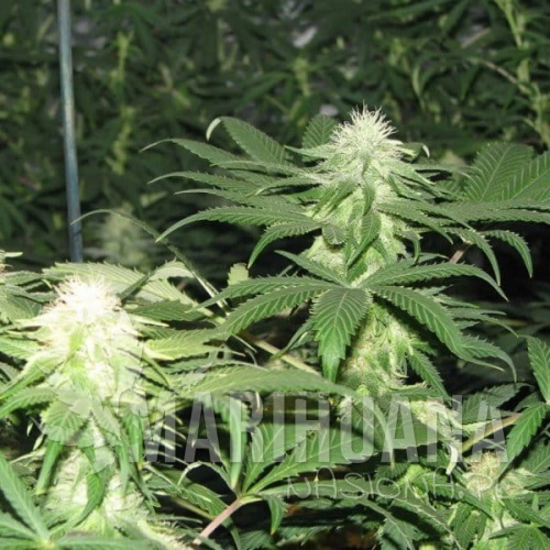 blackberry-feminized-5-seeds (1).jpg