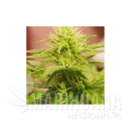 blackberry-feminized-5-seeds.jpg