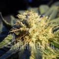 blue-mystic-feminized--autoflower-5-seeds (1).jpg