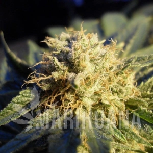 Blue Mystic Auto - NIRVANA