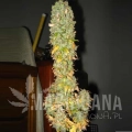 blue-mystic-feminized--autoflower-5-seeds (2).jpg
