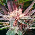blue-mystic-feminized--autoflower-5-seeds (3).jpg