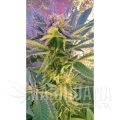 blue-mystic-feminized--autoflower-5-seeds (4).jpg