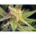 blue-mystic-feminized--autoflower-5-seeds (5).jpg