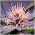 blue-mystic-feminized--autoflower-5-seeds.jpg