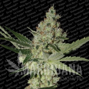 Acid - PARADISE SEEDS