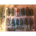 paradise_seeds_acid_1.jpg