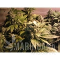 paradise_seeds_acid_2.jpg