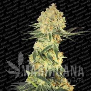 Auto Wappa - PARADISE SEEDS